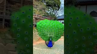 نقاشی خدا است طاووس هندی😍.....Indian peacock #shorts #shortvideo #peacock