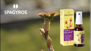 «Spagyros Ribes nigrum®» der Spagyros AG, Schweiz