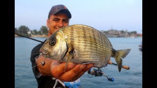 LRF Takımı ve Deniz Hıyarı İle Sargoz Avı