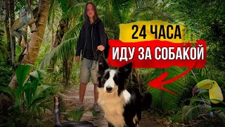 24 ЧАСА ИДУ ЗА СОБАКОЙ | куда же она меня завела ?🤔 #окки #бордерколли  #челлендж #okkidokki