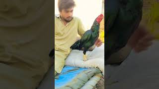 Mashallah Aseel Murgha Mianwali|Amar Niazi|Mianwali Mandi|Aseel Murgha Mandi #aseel #rooster #hen