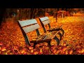 natural beauty fall autumn पतझड़ शरद tree leaves autumn very nice video