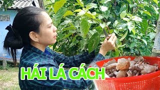 ĐI HÁI LÁ CÁCH NƯỚNG NẤM MỐI|Tôi là người Bến Tre