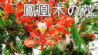 沖縄の花★6月ホウオウボクの花咲く