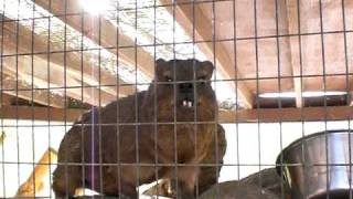 Talking Rock Hyrax