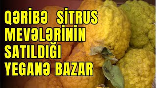 Lənkəranın Sitrus Bazarını Kəşf Edin – Bölgənin İlk və Yeganə Sitrus Meyvələri Məkanı! 🍊🍋