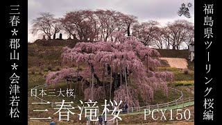 【PCX】#12 日本三大桜 三春滝桜まで激走【三春滝桜】