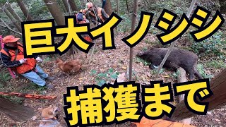 【住民からのSOS】牛のような巨大イノシシを猟師、猟犬で捕獲するまで【有害鳥獣駆除】