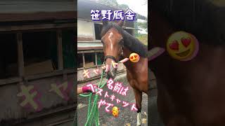 [競馬・馬主]サトノアラジン産駒ベストキャットの夏休み　笠松競馬場からきおりステーブル