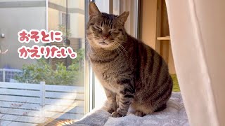 【後編】ケージ開放する前に、リビングをDIYします！《元野良猫》