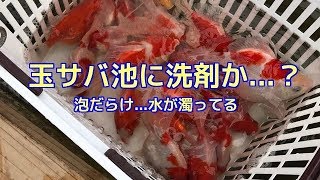 釣って来た「玉サバ」が...