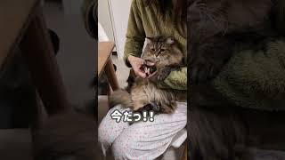 心を鬼にして猫の爪を切る＃Shorts