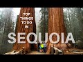Top 10 Things To Do In Sequoia National Park, California
