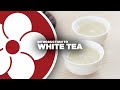 Intro to White Tea