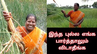 இந்த ஒரு புல்லு போதுமா?அம்மாடி இதுல இவ்வளவு விஷயம் இருக்கா உண்மை தெரிஞ்சா விடமாட்டிங்க