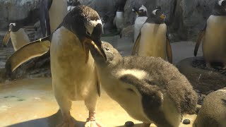 ジェンツーペンギン　ヒナはいっぱい食べて大きくなります　【のんほいパーク】Gentoo penguin Toyohashi Zoo