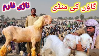 Mundra Mandi Nari farm village ke Market malik imran goat farm goat farming all Pakistan