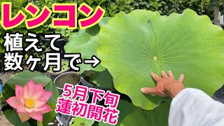 巨大レンコン植えて数ヶ月経つと・・NEW蓮○○品種導入！蓮（ハス）初開花！メダカ睡蓮ビオトープ