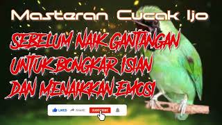 Download Lagu Masteran Cak Ijo Agar Bongkar Isian dan Menaikkan ... MP3 Gratis
