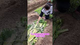 自己堆肥养地，地养肥沃了，种菜长得根强苗壮#种植小技巧 #堆肥 #土壤改良#自己种的纯天然的绿色蔬菜 #我的小菜园