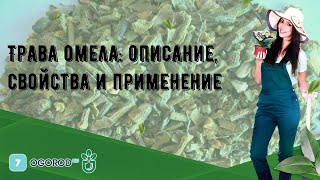 Трава омела: описание, свойства и применение