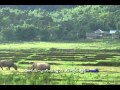 Shan - Tai song , Sai Moo's song: ฤดูทำนา