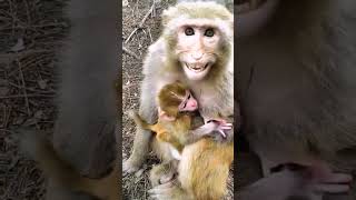 Baby monkey #monkey #monkeylove #animalht #animal #pets #cutemonkey