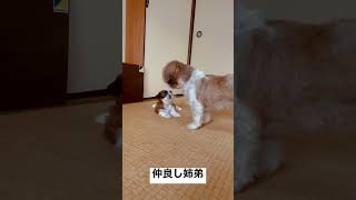 空飛ぶシーズー奈々の弟さん　#shihtzu #シーズー #puppy