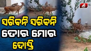 ଏ ସାଙ୍ଗ କେବେ ମୋ ହାତ ଛାଡିବୁନି | Viral Video | Annimal Story | Viral | A1 ODIA