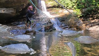 Follow the stream to the source, discovering a puddle with many giant fish.how to catch giant fish