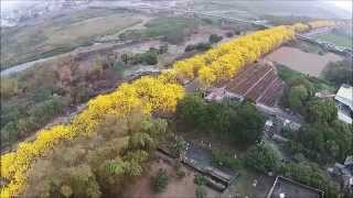 嘉義縣新港鄉溪北黃花風鈴木空拍 ( Scott Aerial Video)