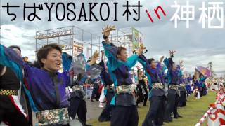 【総乱舞】かみす舞っちゃけ祭り_ちばYOSAKOI村【2016年】