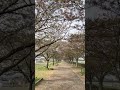 おの桜づつみ回廊　2024年4月15日　＃花見