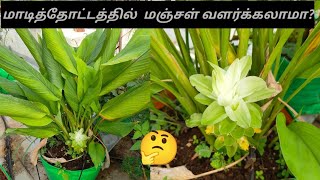 மாடித்தோட்டத்தில் மஞ்சள் வளர்க்க ஈஸி tips#how to grow turmeric at home#terrace garden #maadithottam