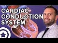 Cardiac Conduction System | HIGH-YIELD CARDIOLOGY | USMLE STEP 1