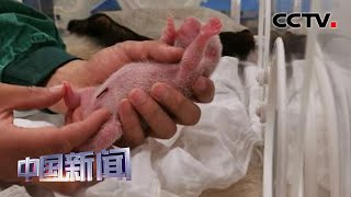 [中国新闻] 大熊猫中心迎来2020年国内首只宝宝 | CCTV中文国际