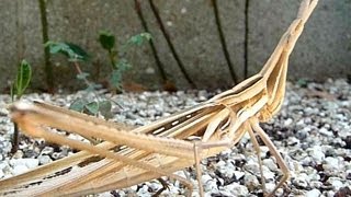 Oriental longheaded locust ショウリョウバッタ