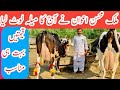 Malik Mohsan Awan | Top class Australian cows and Buffalo's | Best cows | Jani Best