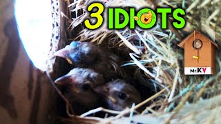 3 Baby Birds Fun In Nest || Sparrow Birds Feeder