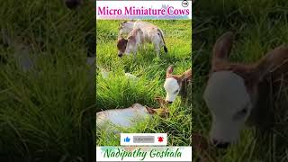 Micro Size Mini Cows # Below 1 Feet Height Cows # Miniature Cows