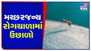 Ahmedabad sees sharp spike in mosquito-borne diseases; AMC busy hiding figures | TV9News