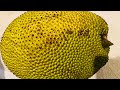 Yummy jack fruit eating then next day delicious vorta party such a wonderful time ||