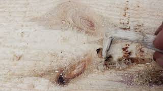 Pine boards,  Boring Beetle Larvae