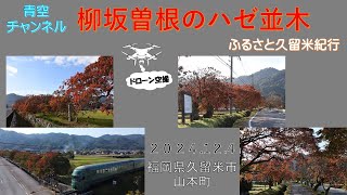 ふるさと久留米紀行「柳坂曽根のハゼ並木」久留米市山本町