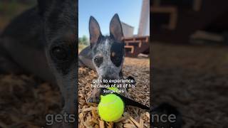 Watch Bean’s Reaction to his First 🎾