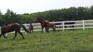 Mare steals Foal