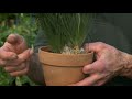 meet the fantastic ‘frizzle sizzle’ how to grow and care for albuca ‘frizzle sizzle’