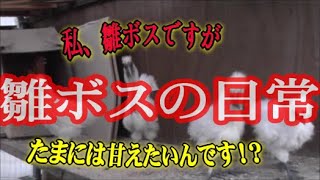 雛ボスの日常『僕だって甘えたいんだ！』の巻　烏骨鶏の雛ボス