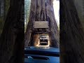 Amazing Chandelier Tree #shorts