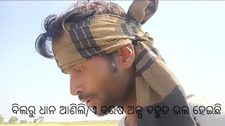 ବିଲାରୁ ଧାନ ଆଣିଲି /ଏ ବରଷ ଅଳ୍ପ ବହୁତ ହେଇକି ଭଲ ହେଇଛି